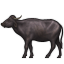 🐃